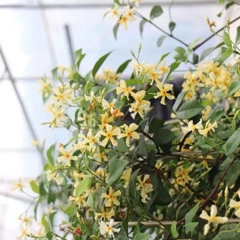 粉色风车茉莉黄色风车茉莉成品大苗庭院阳台爬藤花卉芳香耐热耐寒,鲜花速递/花卉仿真/绿植园艺,绣球/木绣球/木本植物,淘宝优惠券,粉丝福利购,淘宝优惠卷