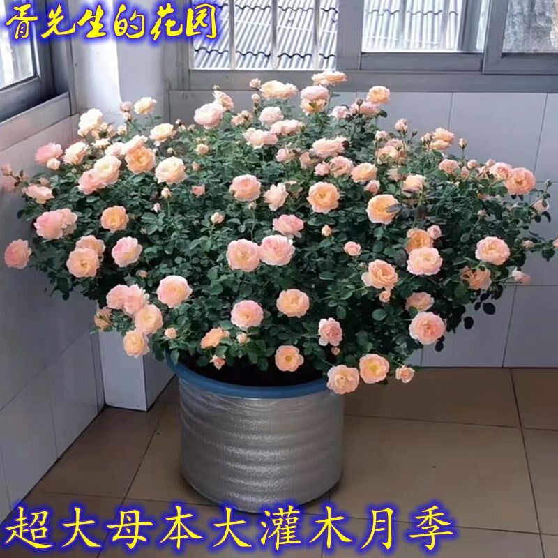 灌木月季欧月果汁阳台母s本大苗多季勤开多头包子耐寒耐热四季好