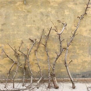 大棵桃树枝桃木树枝树干橱窗造景材料桃树干支造型树枝树杈干支