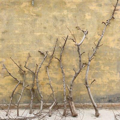 大棵桃树枝桃木树枝树干橱窗造景材料桃树干支造型树枝树杈干支