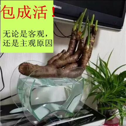 别墅造景 小叶滴水观音横养水培花瓶千手观音趣味盆景办公室花盆