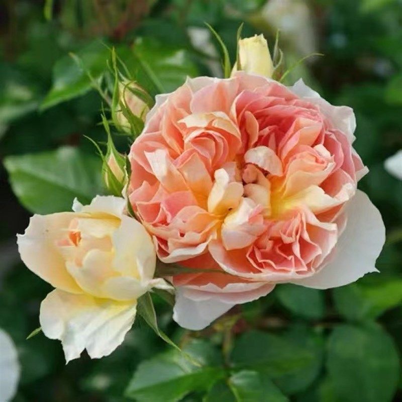 南瓜灯笼月季扦插花苗灌木勤花抗病耐热长势强橙黄复色玫瑰花,鲜花速递/花卉仿真/绿植园艺,月季/蔷薇/玫瑰,淘宝优惠券,粉丝福利购,淘宝优惠卷