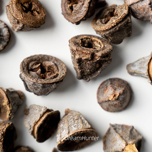 十字钟果花环天然干花果实桉树果拍摄道具 diy圣诞装饰品尤加利果