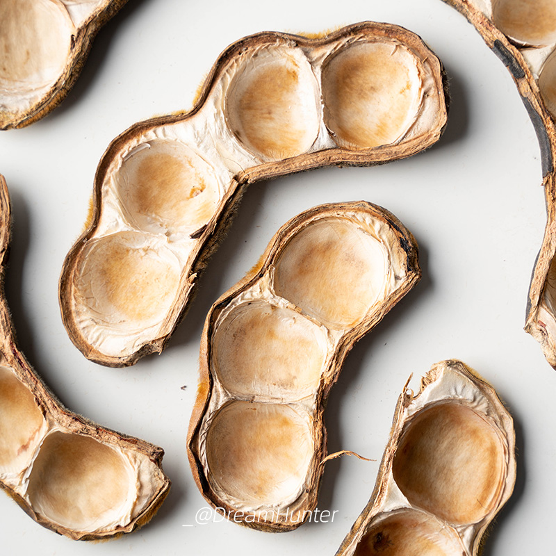 巨型豆荚标本干果 桌面摆件果子马眼果壳森系植物造景diy相框装饰