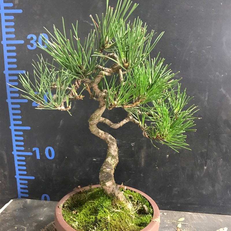一图一拍老盆黑松盆景阳台庭院客厅造型盆栽老桩迎客松四季常青树