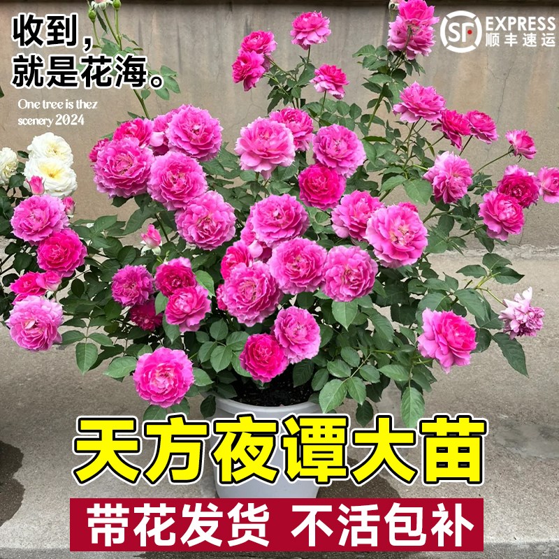 天方夜谭月季盆栽花苗特大花四季开花卉玫瑰带花苞植物红果汁阳台