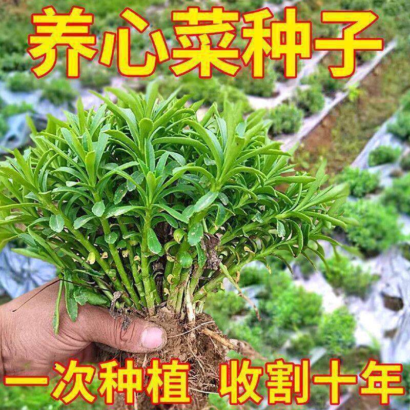 新鲜养心菜根苗高钙特色懒人阳台庭院四季盆栽蔬菜苗当季可食用