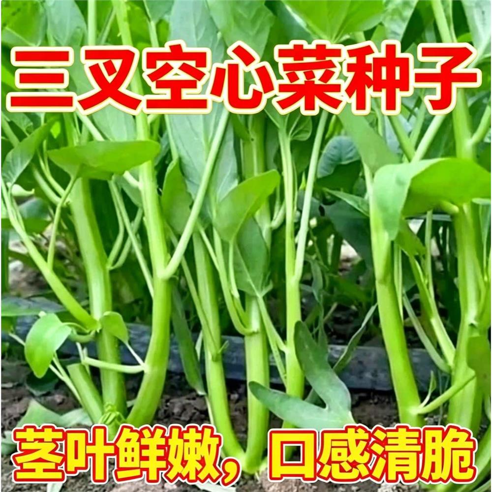 三叉空心菜种籽柳叶通心菜种子四季阳台蔬菜种子盆栽菜园