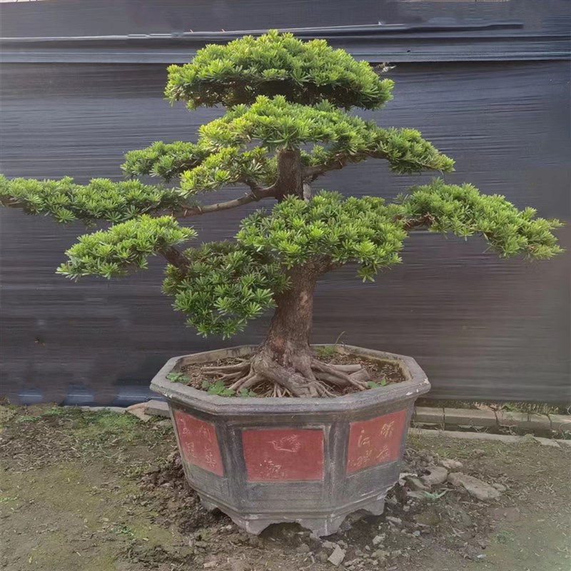 真罗汉松大树迎客松黑松s庭院花园名贵树盆景造型树别墅大型罗汉