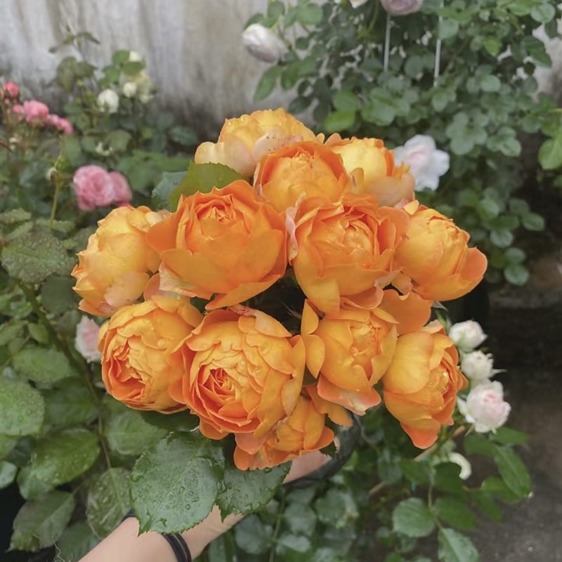 植得【蜂蜜焦t糖】1加仑独颗老桩