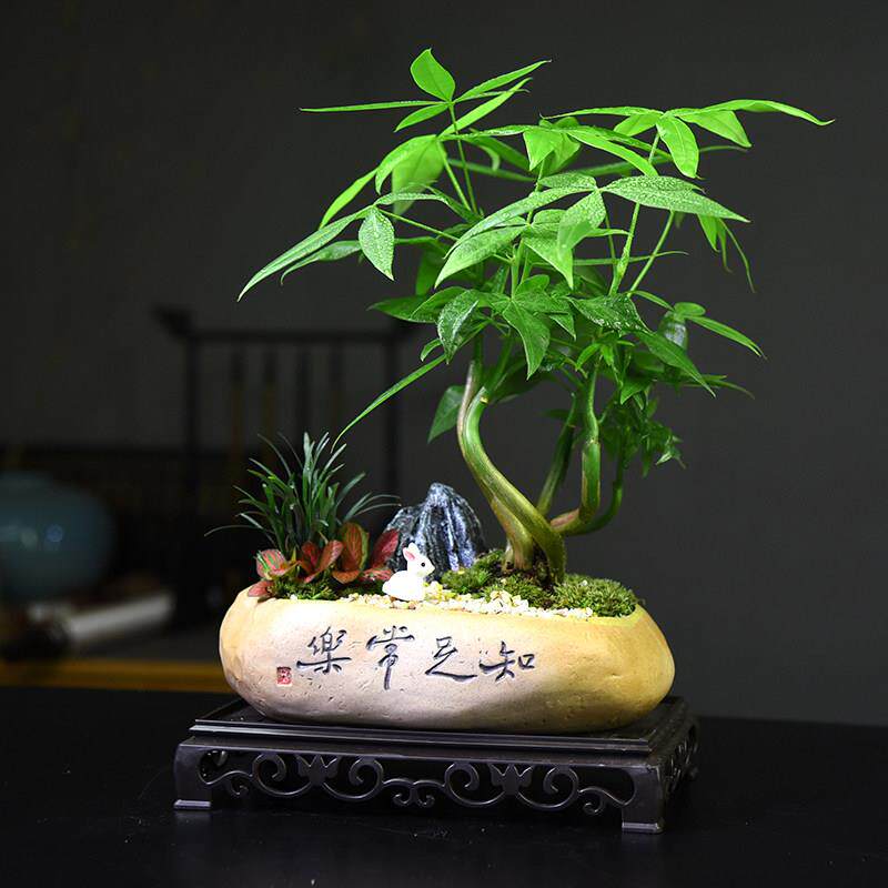 绿植发财树摆件盆栽植物室内古风盆景办公桌面客厅好养幸运树绿植