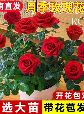 花月季花苗灌木月季特AWI大花浓香果栽汁阳台庭院花卉物植盆玫瑰