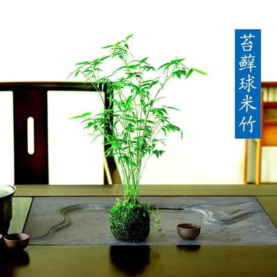 室内观赏植物米竹苔藓球盆栽创意桌面造景空气净化 空气净化盆景