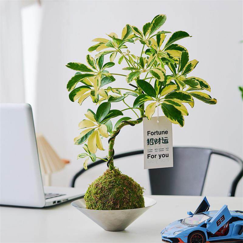 花叶鸭脚木苔藓球懒人植物室内好养殖办公室桌面盆栽净化空气花叶,鲜花速递/花卉仿真/绿植园艺,绿植,淘宝优惠券,粉丝福利购,淘宝优惠卷