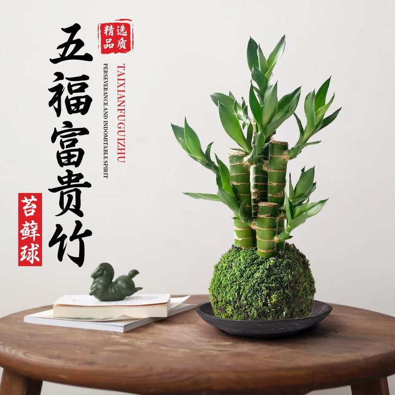 苔藓球富贵竹水培植物文昌竹小盆栽办公室茶几桌面绿植懒人好养活
