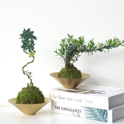 黄杨苔藓球|造型绿植水培好养室内净化空气易养活植物创意