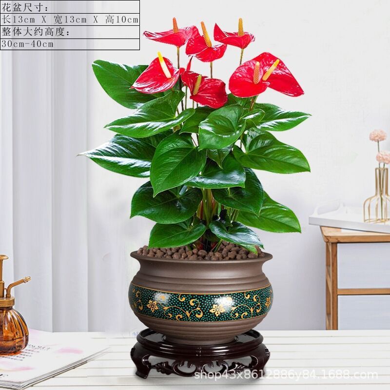 红掌花卉绿植盆栽水培植物室内客厅好养四季开花好养护一帆风顺