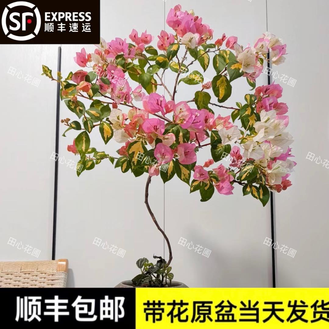 金心橙白三角梅带花盆栽双色花爬藤勤花仙气飘飘原生老桩阳台绿植