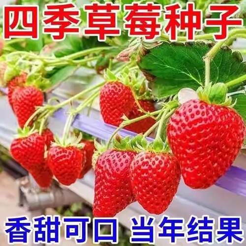 四季奶油草莓种子食用香甜大果草莓新手易种阳台盆栽水果蔬菜种籽