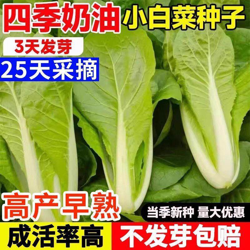 早熟奶油快菜种子小白菜种籽耐热耐湿四季速生菜种籽阳台盆栽蔬菜