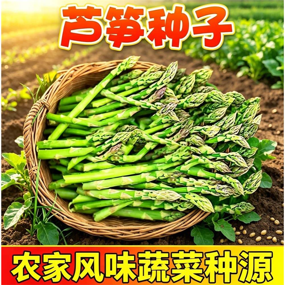 芦笋种孑种子苗根盆栽籽图片