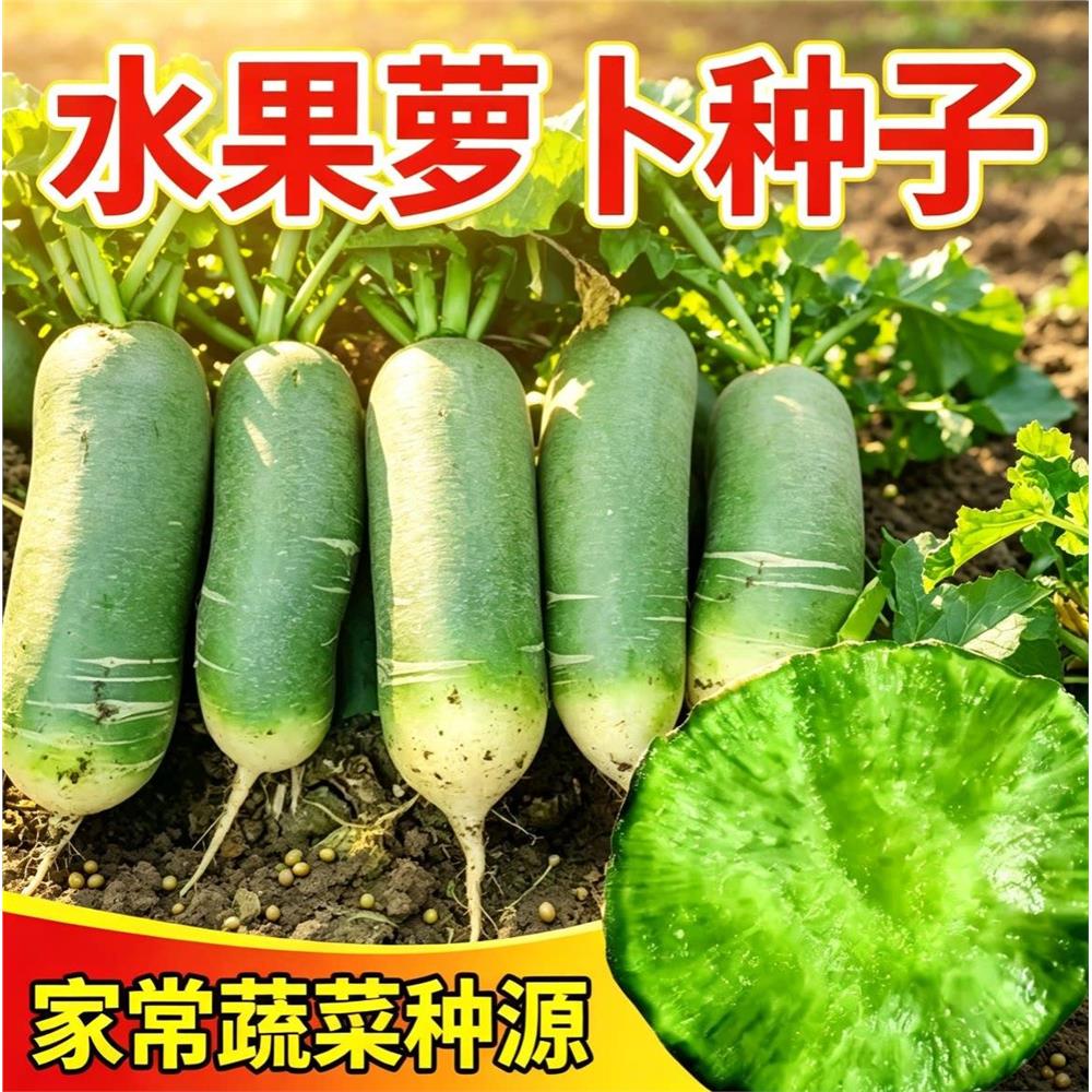 冰糖脆水果萝卜种子甜脆图片