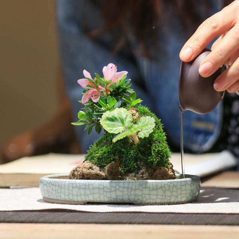 20240411石盆景山野草创意桌面假水山培盆栽好养杜鹃植花卉绿茶室