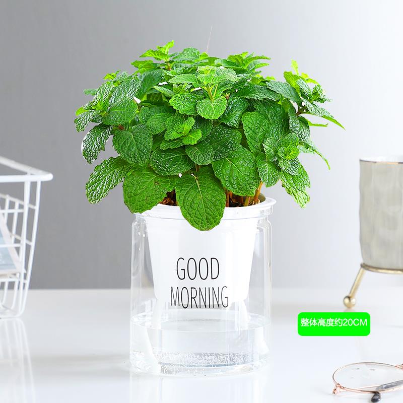 好养薄荷盆栽室内绿植花卉迷迭香图片