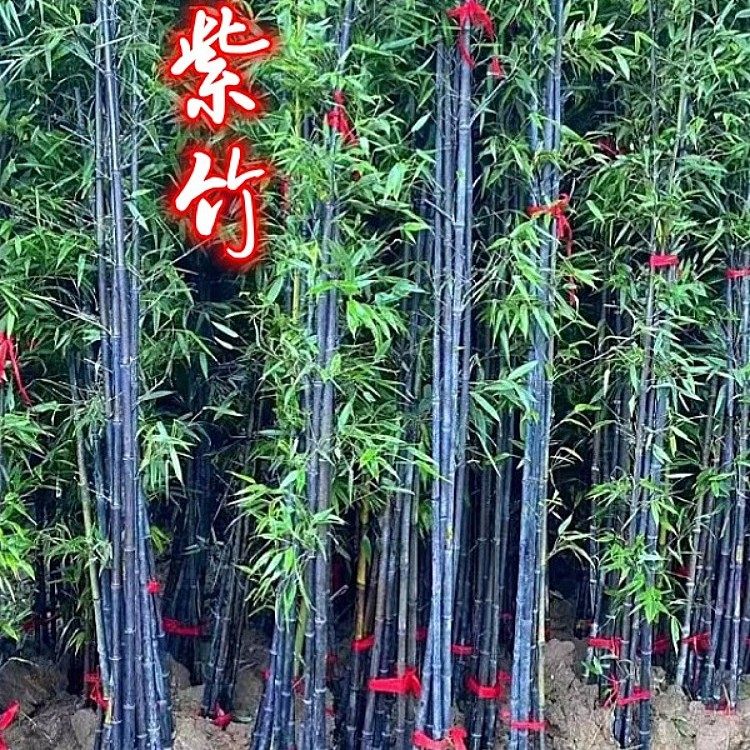 紫竹苗矮化名贵品种黑墨乌竹苗