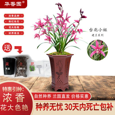 兰花苗建兰四季兰台北小姐帝王妃不带花苞清幽浓香味花卉绿植