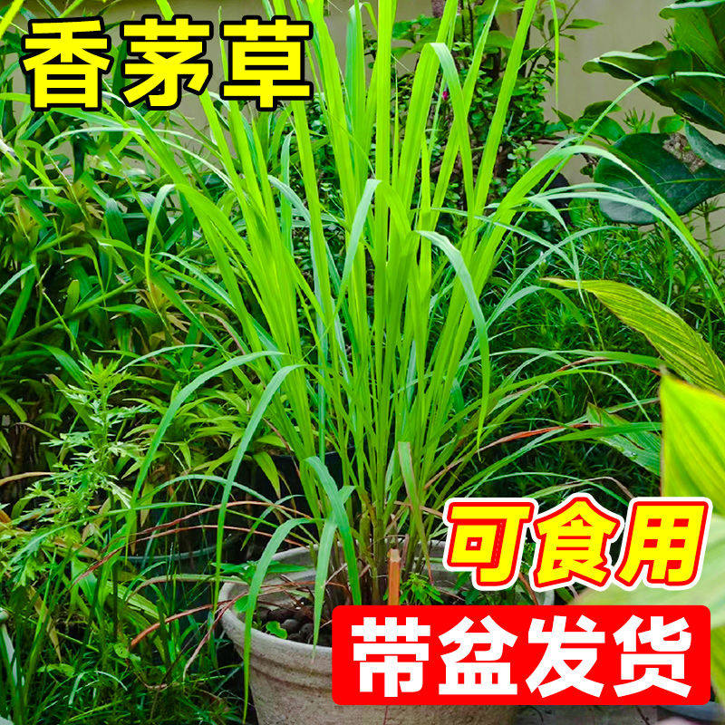 新鲜香茅草苗柠檬草盆栽可食用香草种子驱蚊植物室内客厅阳台