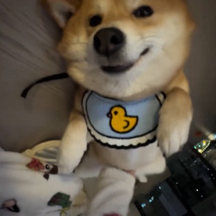 宠物狗新款 可爱小鸭子围嘴猫咪围兜可爱宠物围兜猫咪口水巾围脖