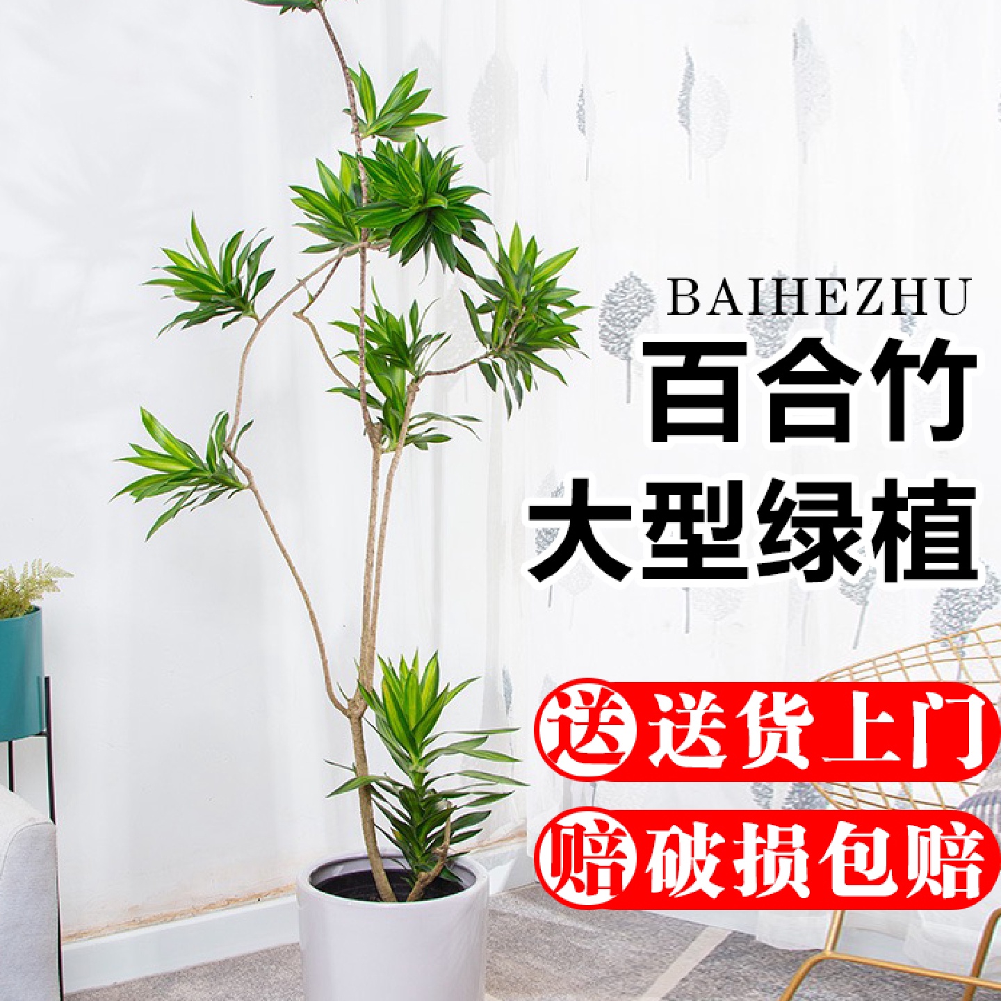 百合竹大型绿植盆栽室内客厅办公室金边造型净化空气好养观叶植物
