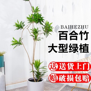 百合竹大型绿植盆栽室内客厅办公室金边造型净化空气好养观叶植物