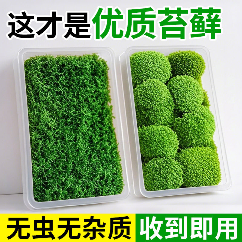 苔藓鲜活微景观青苔绿植盆景盆栽水陆缸假山造景材料永生短绒