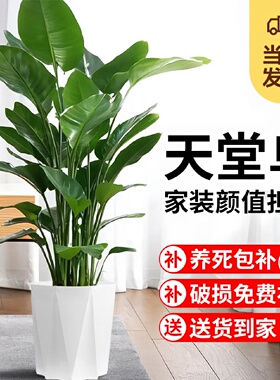 天堂鸟盆栽室内客厅大型绿植办公室大叶植物花卉鹤望兰新房去甲醛