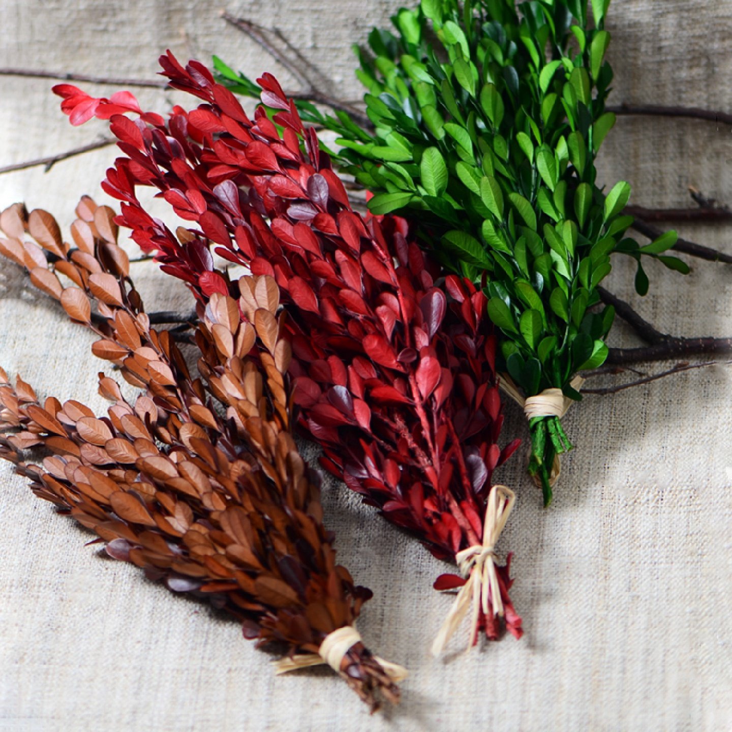 黄杨叶永生真树叶绿色红色秋色系小叶子森系干花小花束材料