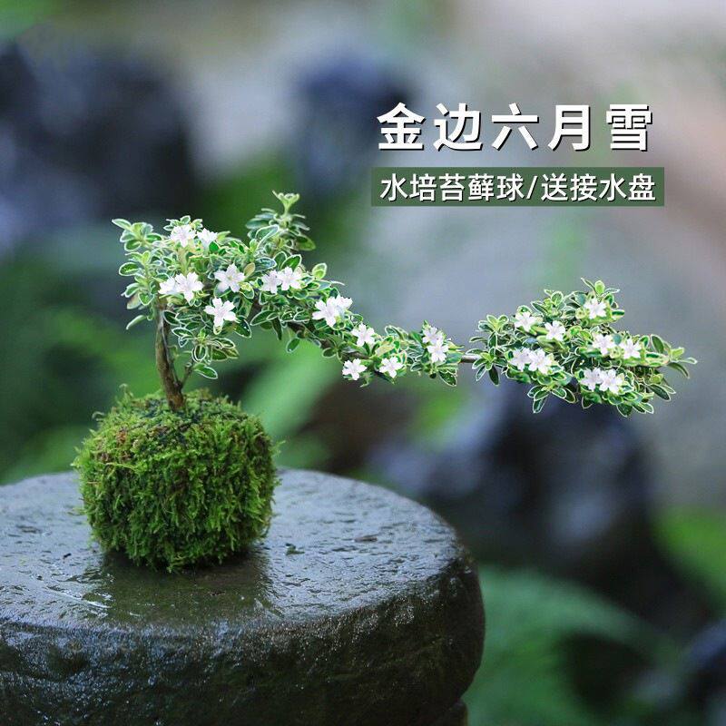 水培植物六月雪苔藓球室内花卉绿植盆栽微景观蕨类网纹草发财树