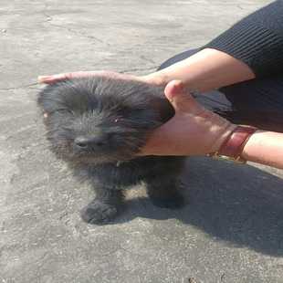 询价苏格兰梗优化品种活泼