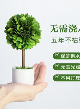 办公室桌面绿植摆件情绪稳定神器工位解压小盆栽室内客厅旺宅植物