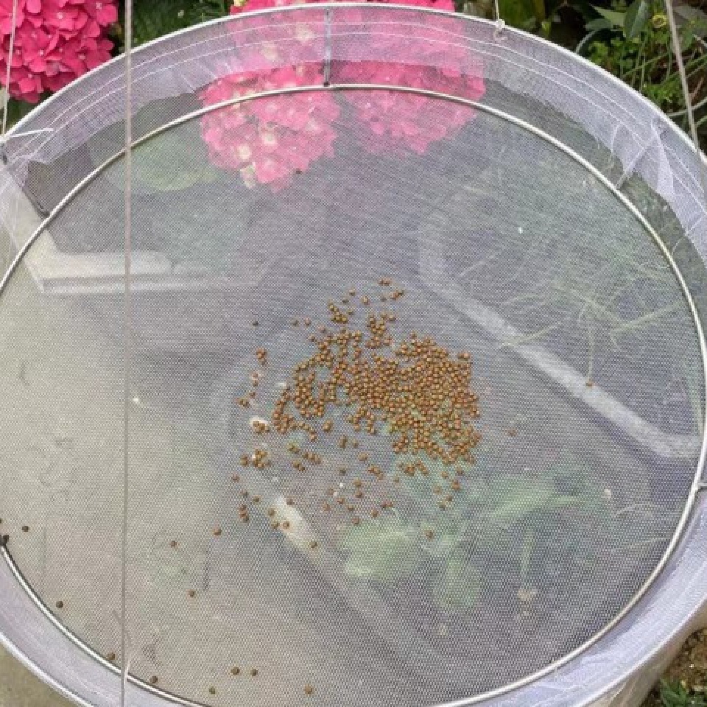 201不锈钢对虾食台观食喂饲料盘水产养殖龙虾南对虾养虾观料