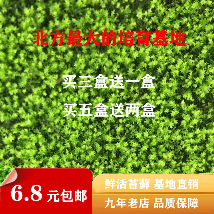 短绒青苔鲜活苔藓植物微景观盆景假山盆栽雨林水陆缸铺面大小
