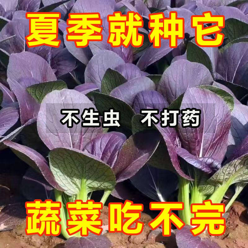 【超耐热紫罗兰紫油菜】种籽紫色上海青小青菜四季播阳台盆栽