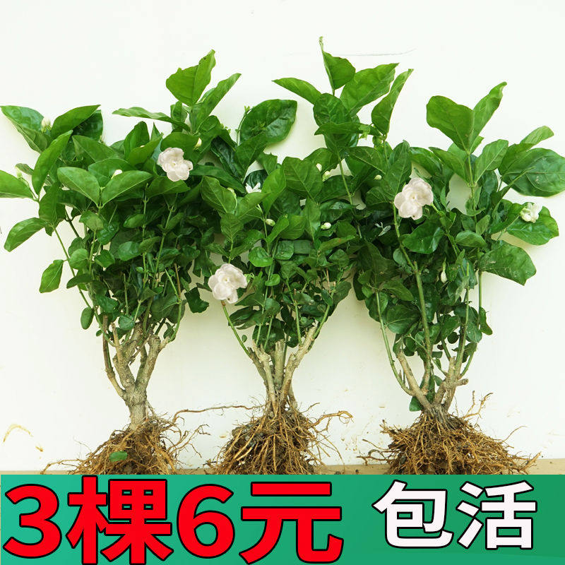横县茉莉花盆栽苗老桩浓香花卉绿植室内阳台庭院多季开花驱蚊