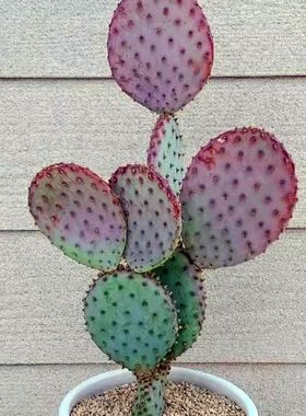 稀有品种进口网红色黄花仙人掌盆栽小圣丽塔团扇大型观茎植物庭院