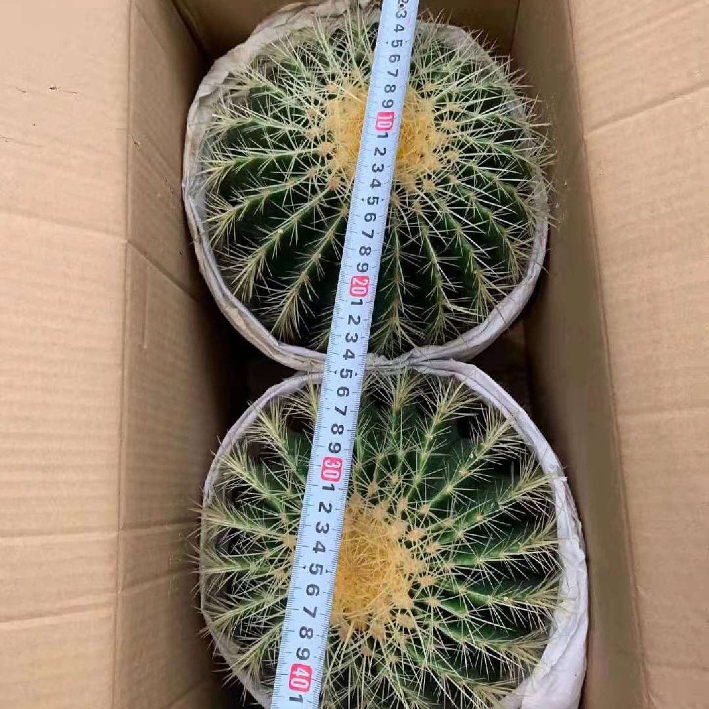基地直供盆栽花卉居家绿植花卉盆栽仙人球多肉植物金琥2装