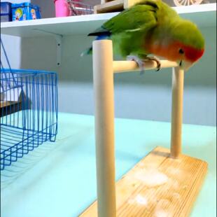 鹦鹉鸟站架原木磨爪站杆牡丹虎皮互动训练花椒木棍定点排便拉屎神