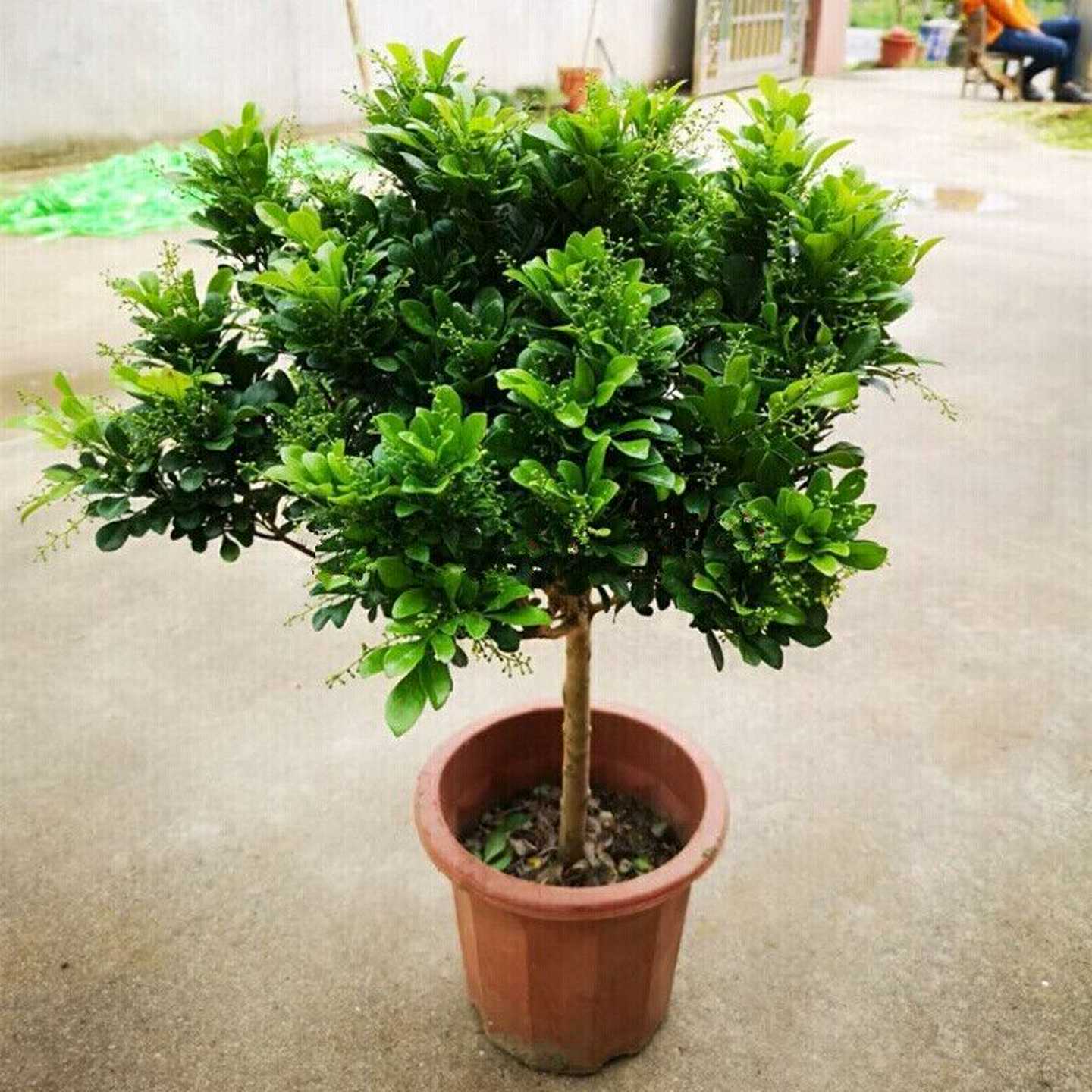 四季盆栽香水米兰花棒棒糖花卉植物室内开花带花苞浓香老桩绿植