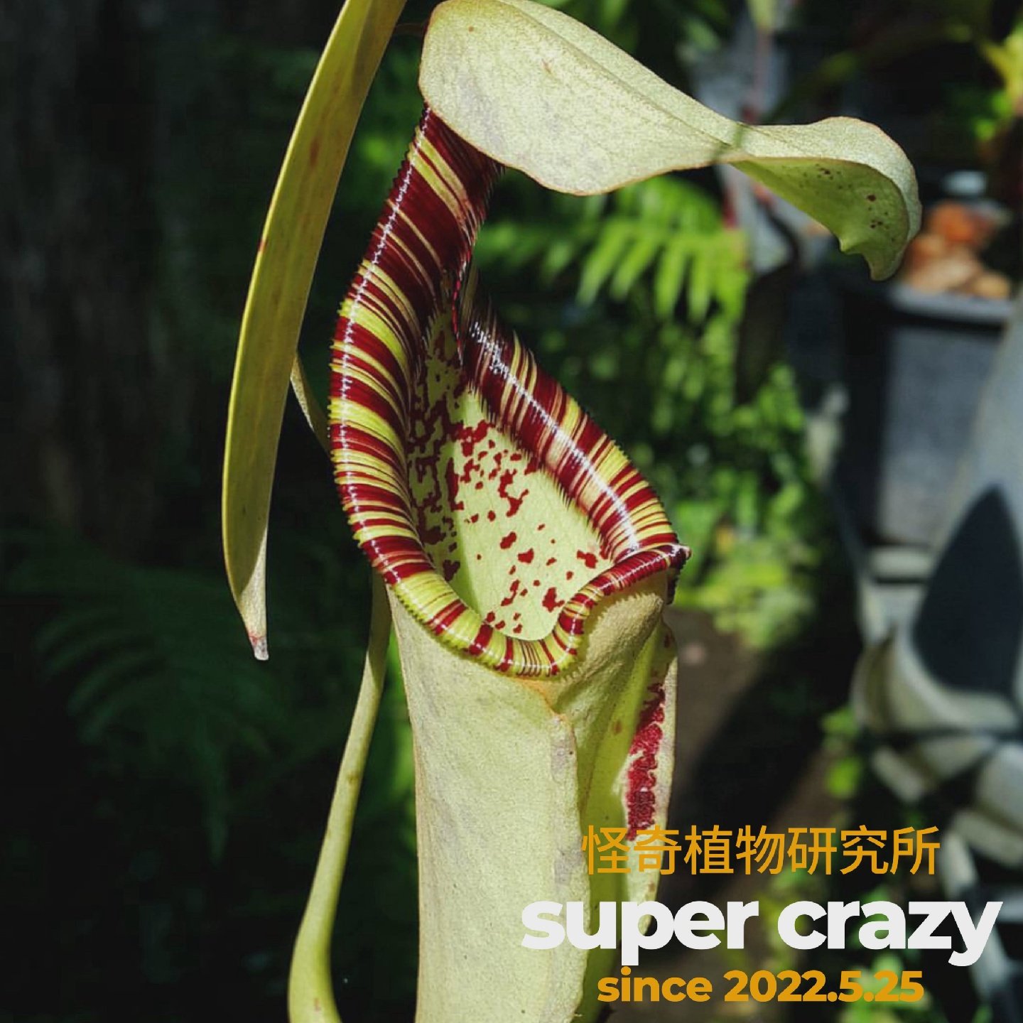 N.rafflesiana莱佛士猪笼草食虫植物食虫草盆栽绿植