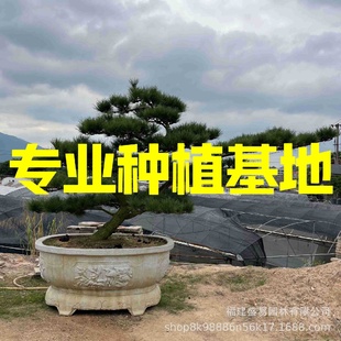 日本三河黑松批发园林景观造型国产黑松迎客松价格造型临水黑松